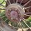 farmall-f-20-image-23