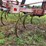 white-12-shank-chisel-plow-image-20