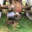 ford-8n-image-9