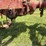 farmall-f-12-image-31
