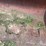 #1121-•-kai-wlk15-payloader-tractor-image-23