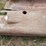 farmall-hoods-image-3