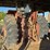 farmall-806-image-4