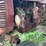 farmall-a-image-42