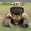 international-cub-image-4
