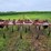 white-12-shank-chisel-plow-image-4