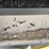 plotmaster,-model-pea---402---hs,-nice-condition,-image-8