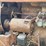 farmall-c-image-17
