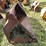 #1285-•-front-loader-bucket-attachment-image-4