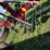 massey-furgeson-rk-662-twin-rotor-rake-image-6