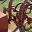 tuff-bilt-tractor-image-41