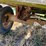 meyer-hay-wagon-image-8