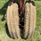 farmall-f-12-image-27