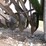 john-deere-8300-image-13