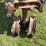 farmall-f-20-image-11