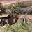 #1292-•-gannon-box-scraper-attachment-image-9