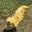 john-deere-8300-image-37