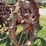 farmall-f-12-image-16