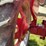 farmall-300-image-20
