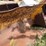 #1147-•-front-loader-bucket-attachment-image-12