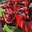 farmall-super-m-image-77