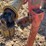 new-holland-255-image-11