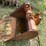 #1140-•-7-tooth-excavator-bucket-with-flat-bucket-piece-image-8