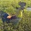 rooster-lawn-art-image-1