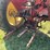 massey-ferguson-44-image-31