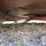 bush-hog-286-image-17