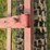 8ft-steel-cultipacker-image-7