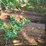 (6+)-4'-long-i-beams-and-7.5'-long-i-beam-flower-bed-image-2