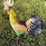 rooster-lawn-art-image-2