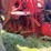 massey-harris-colt-image-34