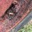massey-ferguson-22-image-33