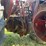 massey-harris-mustang-image-43