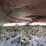 bush-hog-286-image-20