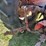 massey-ferguson-444-image-33