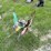 metal-peacock-lawn-art-image-3