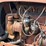 massey-ferguson-333-image-38