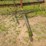 vintage-deering-10'-dump-rake-image-4