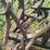 coil-chain-harrow--with-hydraulic-lift,-pull-type-hitch-image-8
