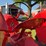 massey-ferguson-101-image-8