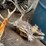#7197-•-(3)-whitetail-skulls-image-3