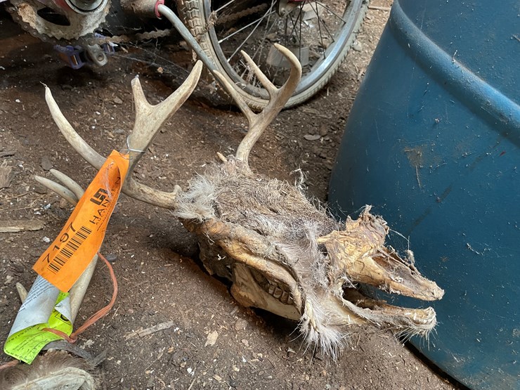 #7197-•-(3)-whitetail-skulls-image-3