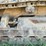 caterpillar-941b-image-19