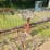 vintage-deering-10'-dump-rake-image-3