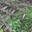 #7135-•-metal-cultivator-pieces-image-6