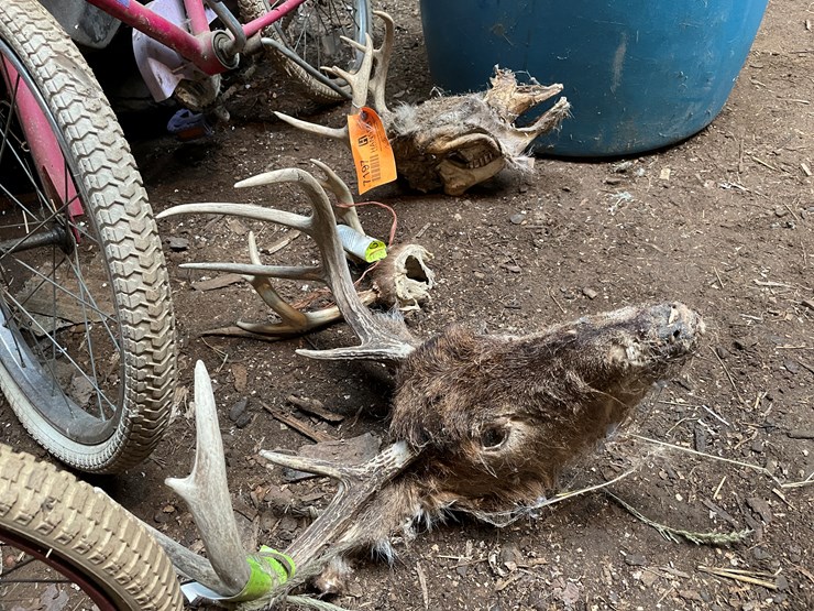 #7197-•-(3)-whitetail-skulls-image-5