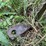 #7134-•-metal-cultivator-image-10